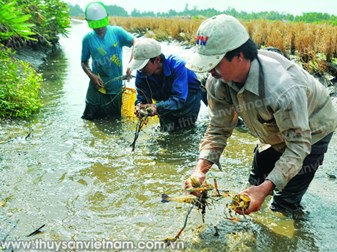 Bà Rịa - Vũng Tàu: Nuôi tôm càng xanh toàn đực