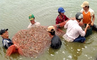 Bà Rịa - Vũng Tàu: Sản lượng thủy sản nuôi đạt gần 17.000 tấn