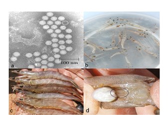 Bệnh hoại tử cơ ở tôm thẻ