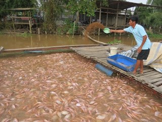 Đồng Tháp: Giá cá điêu hồng nuôi bè tăng