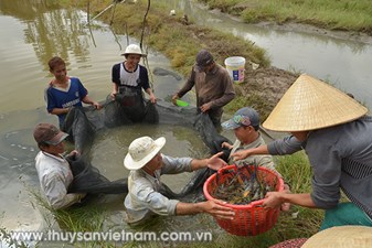 Hiệu quả nuôi tôm càng xanh toàn đực trên vùng đất chuyển đổi