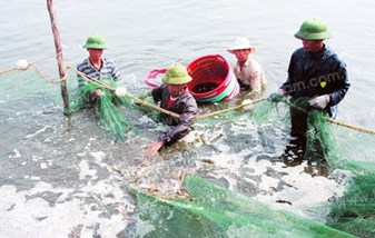 Hiệu quả nuôi tôm công nghiệp vụ đông