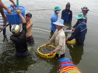 Hội Thủy sản Cà Mau: Vận động nhân rộng mô hình nuôi tôm công nghiệp