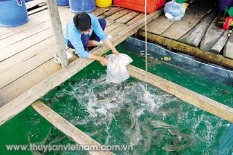 Kiên Giang: Phát triển nghề nuôi lồng bè ngoài đảo