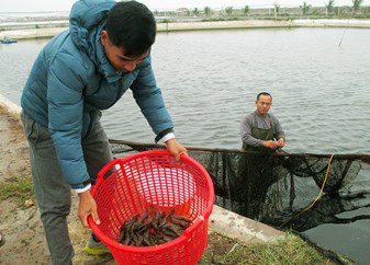 Làm giàu từ nuôi tôm thẻ chân trắng