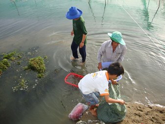 Nuôi tôm sú kiểu mới ở Ninh Thuận