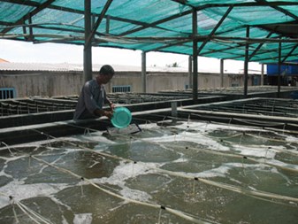 Quảng Bình: 8 tháng toàn tỉnh sản xuất hơn 1,3 tỷ tôm giống