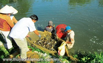 Quảng Nam: Nuôi cá rô đầu vuông kết hợp cá trê vàng