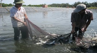 Quảng Ngãi: Hiệu quả từ nuôi ghép tôm, cá đối thương phẩm