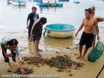 Sông Cầu (Phú Yên): Nuôi tôm hùm thiệt hại nặng