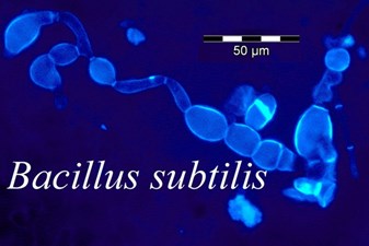 TÁC ĐỘNG CỦA YẾU TỐ NHIỆT ĐỘ ĐẾN QUÁ TRÌNH NUÔI CẤY  VÀ LÊN MEN TRONG SẢN XUẤT BACILLUS SUBTILIS