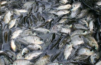 Thái Nguyên: Phấn đấu sản lượng nuôi thủy sản cả năm đạt 8.000 tấn