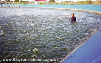 Thắng lớn nhờ nuôi tôm công nghệ cao