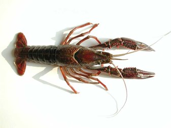 Tôm hùm nước ngọt  - Procambarus clarkii - Thủy sản nước ngọt