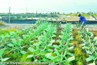 Vui buồn chuyện tôm trong hạn, mặn